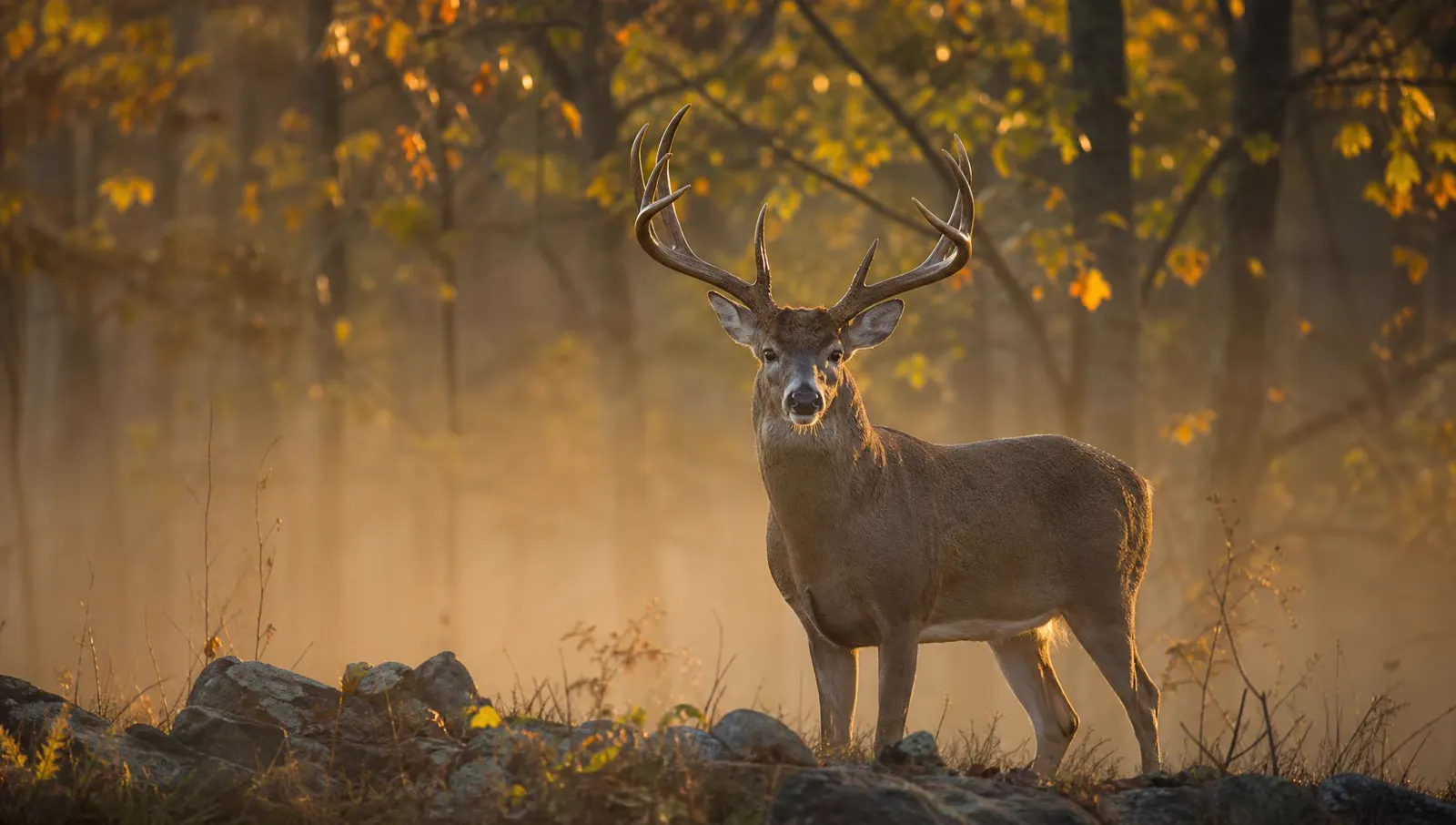Mature whitetail buck with a full 10-point antler rack standing alert on a misty hardwood ridge at sunrise